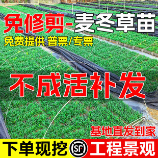 Japanese Dwarf Ophiopogon Japonicus Seedlings Dwarf Evergreen Small-Leaf Fine-Leaf Ophiopogon Grass with Soil Cover Grass Yulong Grass Seedlings