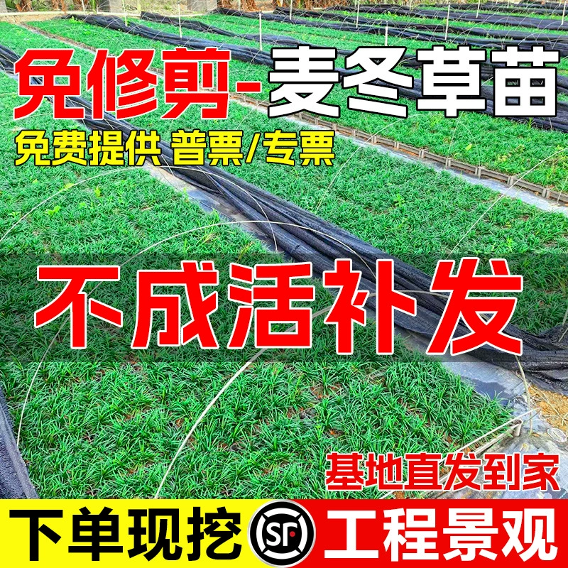 Японский гном Ophiopogon japonicus, саженцы, гном, вечнозеленый, мелколистный, тонколистный, трава Ophiopogon с почвенным покрытием, саженцы травы Yulong