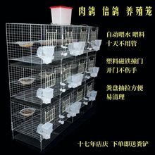 新品加粗肉鸽信鸽养殖笼配对笼12笼位自动喂食喂水带拖粪盘塑料门