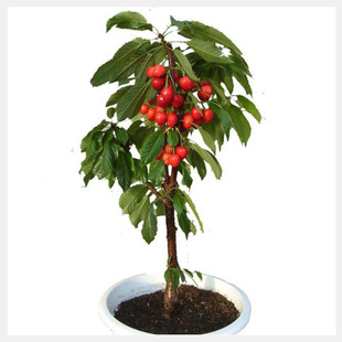 ���Ҙ���܇���Ӵ���������Ե��Ԯ���Y���Ϸ������Nֲ�޽ӹ�����