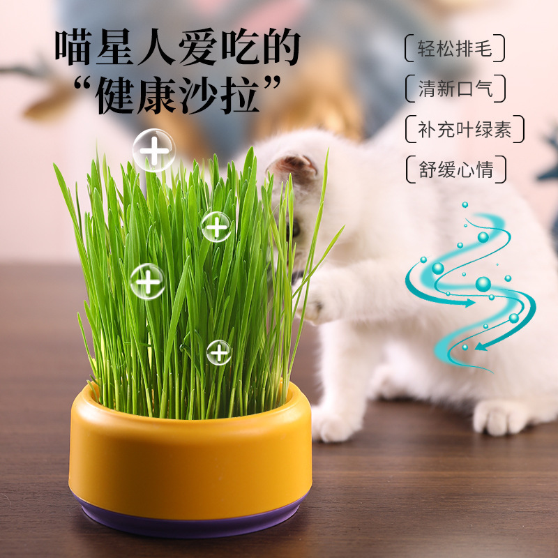 Original Design Cat Cat Grass Box Cat Grass Hydroponic Box Cat Snacks Natural Hair Removal Ball Hair Creative Cat Grass Pot