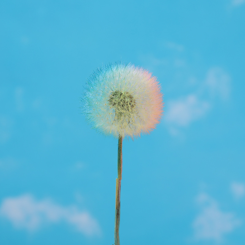 巨大なタンポポドライフラワー不滅の花接着剤原料 diy 装飾花クリエイティブイラスト花瓶写真小道具|undefined