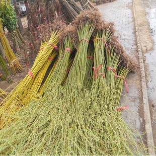 A generation of gold silk weeping willow seedlings golden bamboo willow seedlings west lake green bark willow weeping willow seedlings big seedling garden