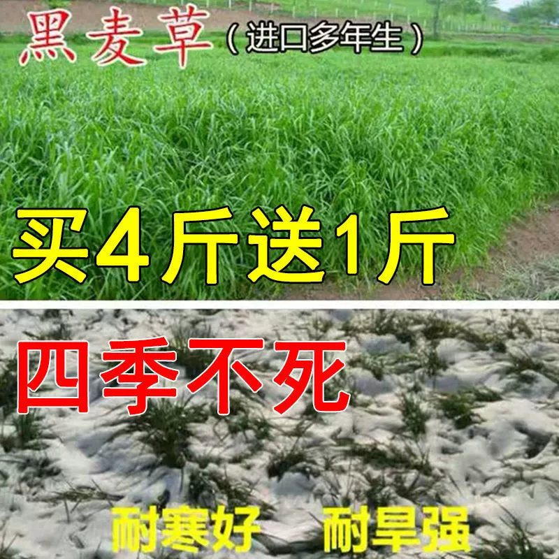 Зимнее пастбище 70 семена райграса Four Seasons многолетние свиньи крупного рогатого скота Овцы курица Гусь рыба высокоурожайные кормовые семена