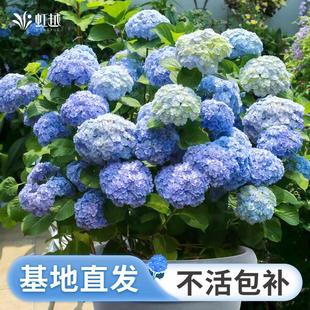 Endless Summer Hydrangea Potted Plant for Balcony, Large Chinese Hydrangea Old Stump Flower, Shikigami Courtyard Ground Plant, Cold-Tolerant