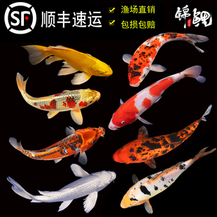 Koi Fish Live Fish Ornamental Fish Purebred Large Red and White Cold Water Freshwater Easy to Raise and Durable Goldfish Red Carp Small Fish Fry
