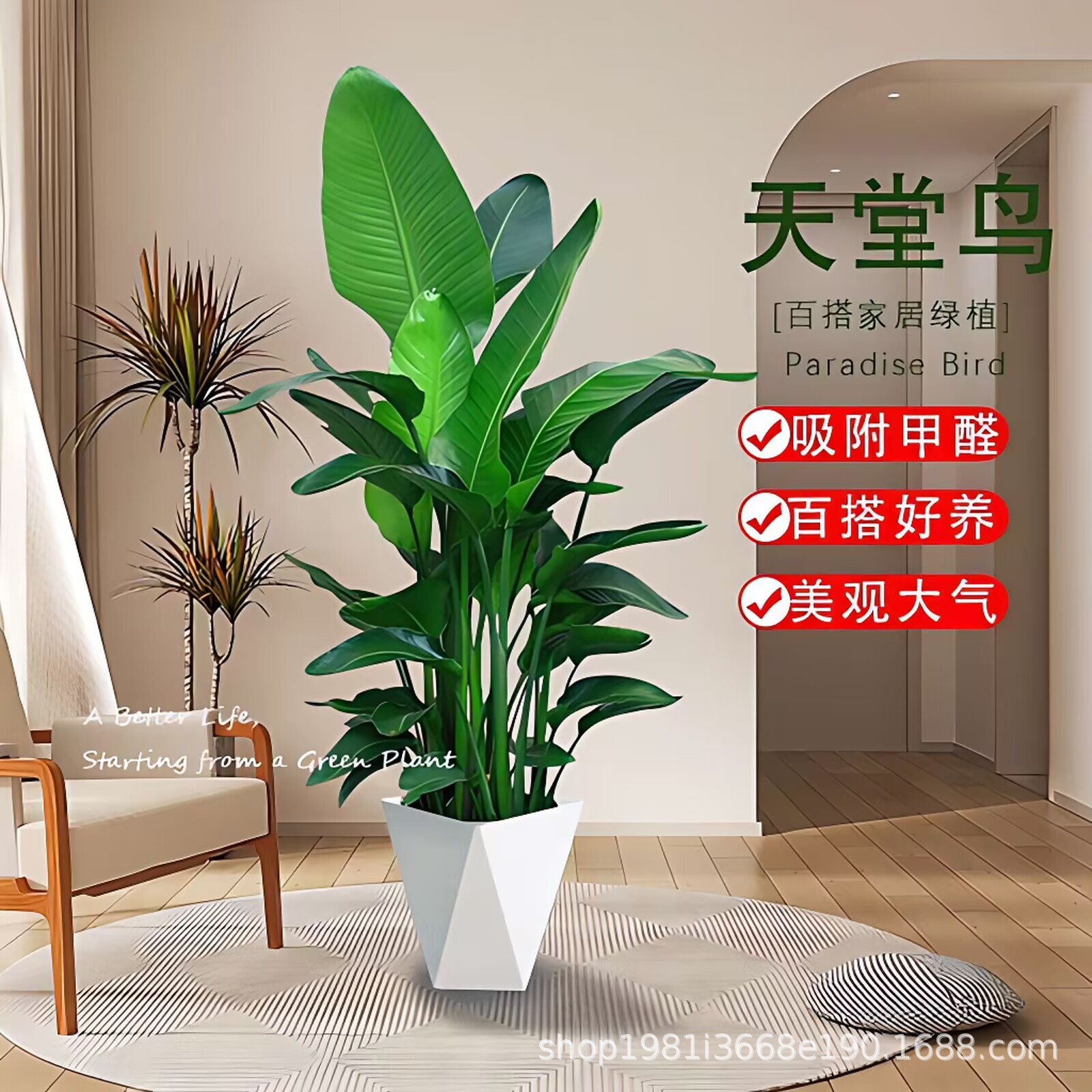 天堂鸟大型室内盆栽植物北欧鹤望兰新房装饰除甲醛办公气四季常绿