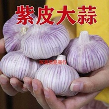 紫皮大蒜5斤 2024年当季整箱新鲜蔬菜新干大蒜头批发红皮农家自种