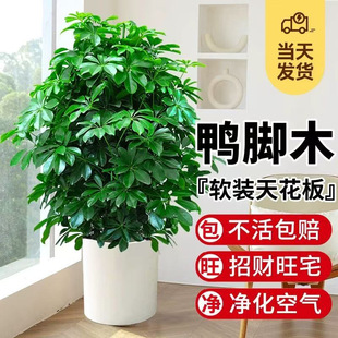 ���_ľ���Կ͏d�Gֲ�����҃ȴ��Ͱ˷���ؔ����ľ���~ɏֲ��lؔ��