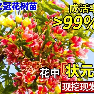 �Ĺڻ���������������҃����̨ͥԺ�^�p���ܾGֲ���B������ֲ��