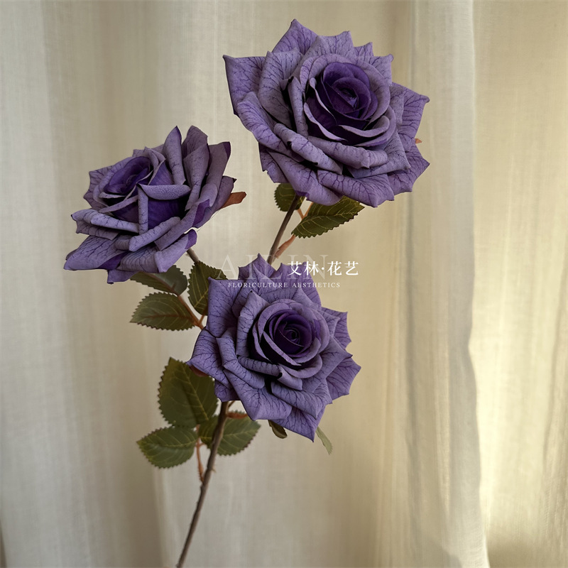 3 머리 모카 장미 보라색