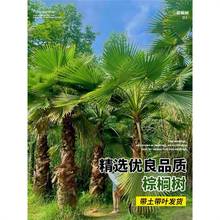 棕榈树盆栽大树扇子树庭院热带植物四季常青耐寒风景树棕树苗绿植