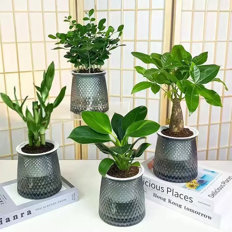 Небольшое комнатное растение в горшке, поглощающее формальдегид, счастливый бамбук, серый прозрачный пластиковый горшок, золотой бриллиант, денежное дерево, джиу ли сянь, легкое в уходе настольное зеленое растение.