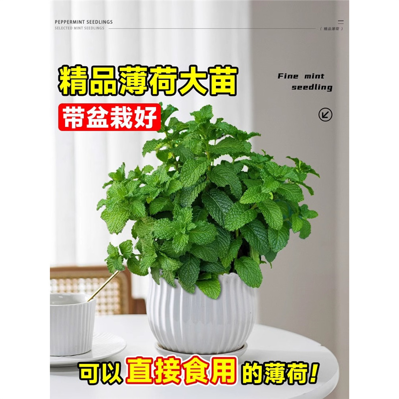 Spearmint Potted Mosquito Repellent Plant Edible Planting Seedlings Lemon Catnip Easy to Grow Hydroponically in the Office
