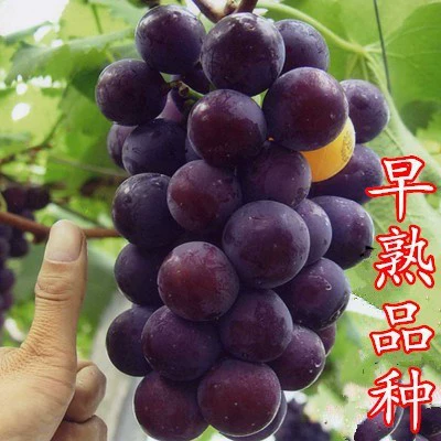 Teng Nian 10-year-old seedlings, the whole family couldn’t eat them all that year+81cm (inclusive)-110cm (inclusive)