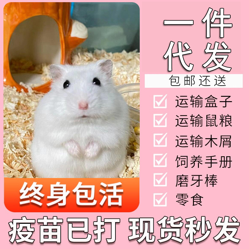 包邮小仓鼠银狐布丁三线金丝熊宠物一只仓鼠宝宝幼崽包活一对情侣