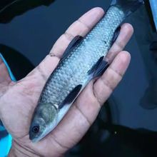 ����Ʒ�N���|��·���~������~��ˮ�����Bֳʳ�û��w�~�N�����