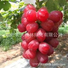 心愿妮娜公主 皇后 女皇扦插 北方南方种植 新品种葡萄苗价格低