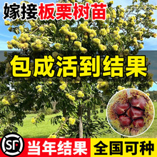 �����������ϱ����Nֲ���Ә��������w����������Y���޽�ˮ����