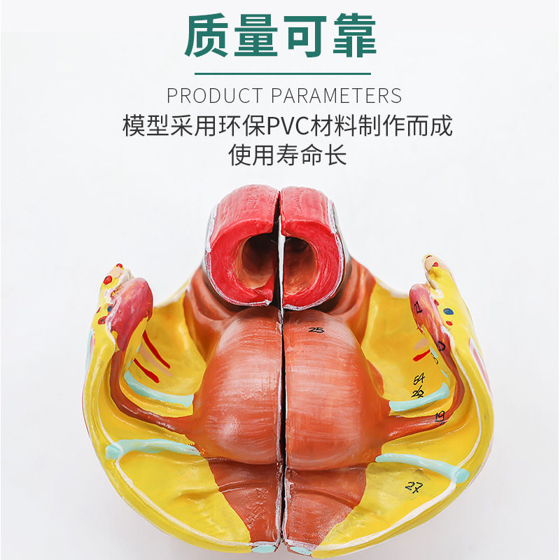 Ů�Թ��踽��׼�����Ѫ��ģ�� ��ǽ��ʹ�����ֳ���ʸ��Ƽ���