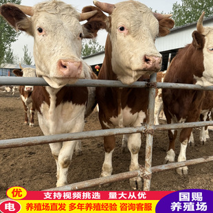 ���T��������ţ�r�� �����R��ţ���Bֳ �Nţ�r�� ţ�����һ�^