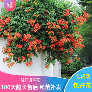 American Lingxiao Flower Seedlings, Russian Cold-Resistant Potted Climbing Plants, Courtyard Climbing Four-Season Florals, Firecracker Florals