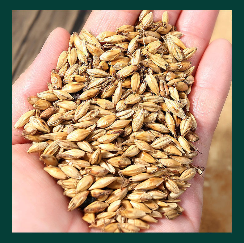 Fried Malt Germinated Barley Sprout Mai Ya 500g Dried Herb for Tea and Decoction preparation