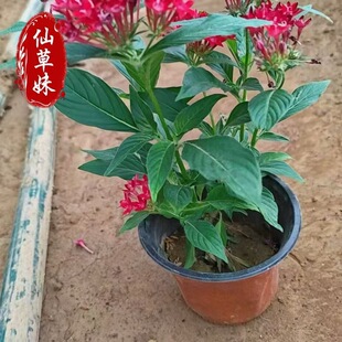 �M���ǻ����r���༾�_�����B�׻�����l؛�^��ֲ���̨��������