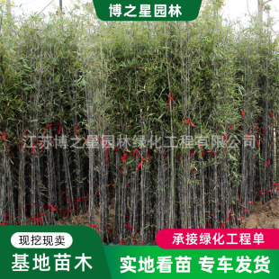 ����������С�����lС�^����ͥԺ�������辰�@���o�¾G�����ֲ��