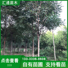 定制綠化苗木椿樹 多種規格桿直冠大加工大量工程行道樹 椿樹