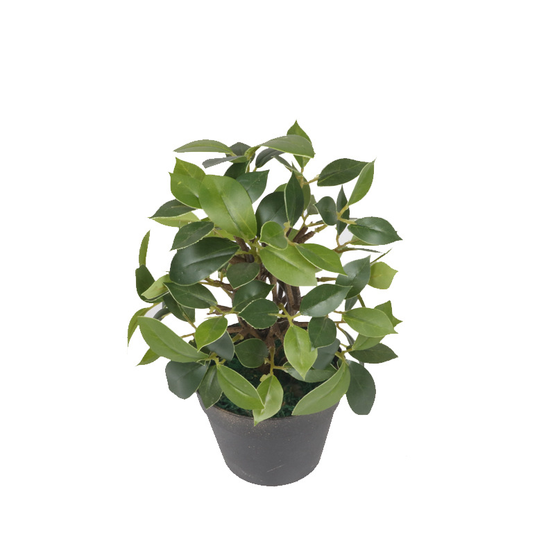 XRS-155 迷你榕叶3号盆栽135叶0 (1).jpg