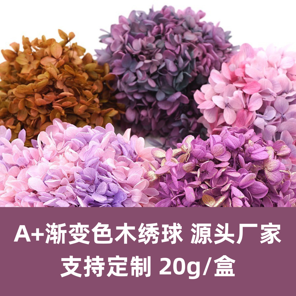 Flor de Hortensia de Madera con Degradado A+, Flor Eterna de Hortensia con Degradado, Flor Seca de Hortensia Unicornio, Flor Eterna de Hortensia