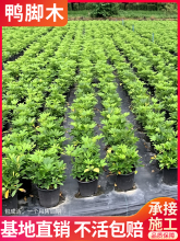 鸭脚木八方来财盆栽室内阳台庭院四季常青好养绿植绿化造批发