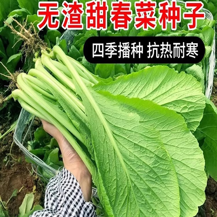甜春菜种子小白菜青菜种籽香芥菜原装四季蔬菜大全菜批发菜籽