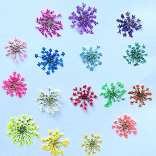 Lace Flower Dried Flower Embossed Specimen diy Mobile Phone Shell Drop Glue Jewelry Nail Art Real Flower Baffle Snow Bead Flower Dried Flower
