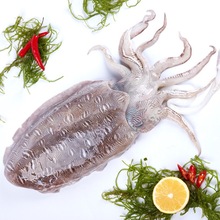 大墨鱼活冻墨鱼刺身品质卤墨鱼原料东山岛一手货源乌贼烟熏墨鱼