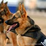 纯种德牧幼犬赛级德国牧羊犬活体弓背黑背狼狗警犬大型犬宠物狗狗