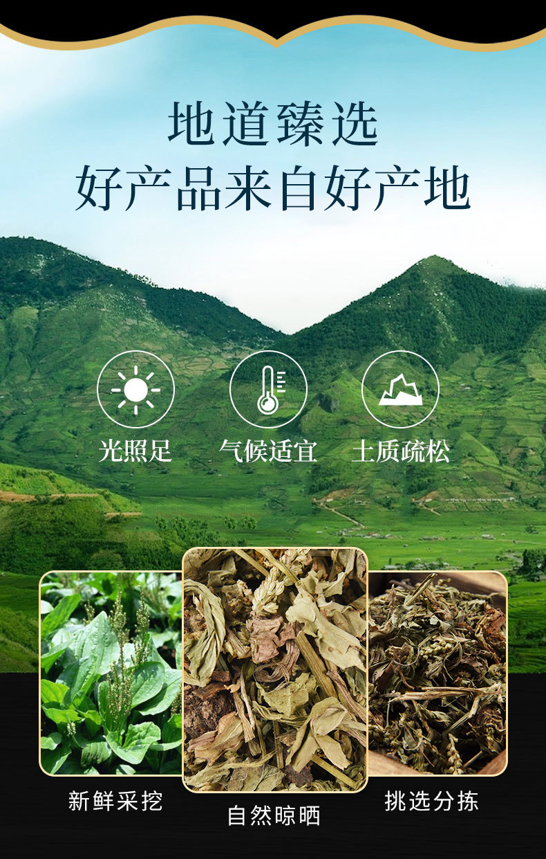 Plantain Herb Powder (Plantago asiatica) — Che Qian Cao Botanical Powder, 500g overview
