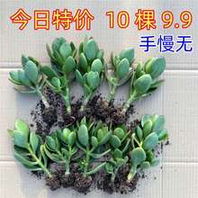 玉树苗盆栽老桩万年青多肉植物室内室外四季常青花卉懒人好养