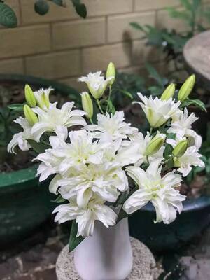 Air transport Long Plena Lily ski flower arrangement One piece On behalf of