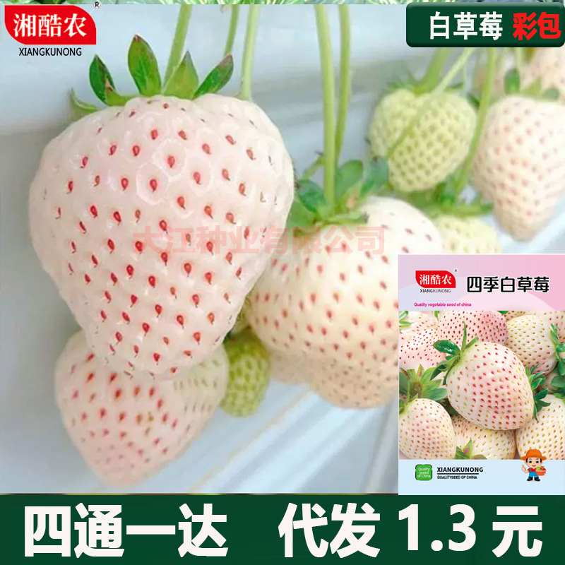 Cream white strawberry seeds four seasons potted red strawberry…