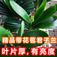 君子兰盆栽带花苞开花东北大苗四季绿植花卉客厅室内精品植物