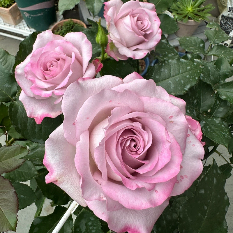 Сиреневая красота, резанный цветок, роза в горшке, кустарник, большой цветок, сильный аромат, двор, балкон, четырехсезонные цветущие розы, рассада, термостойкая