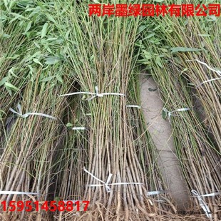 ë�����Ҙ䌍����ԭ���Ҙ���ľ��δ�޽��Ҙ�ռ������������󃞻�