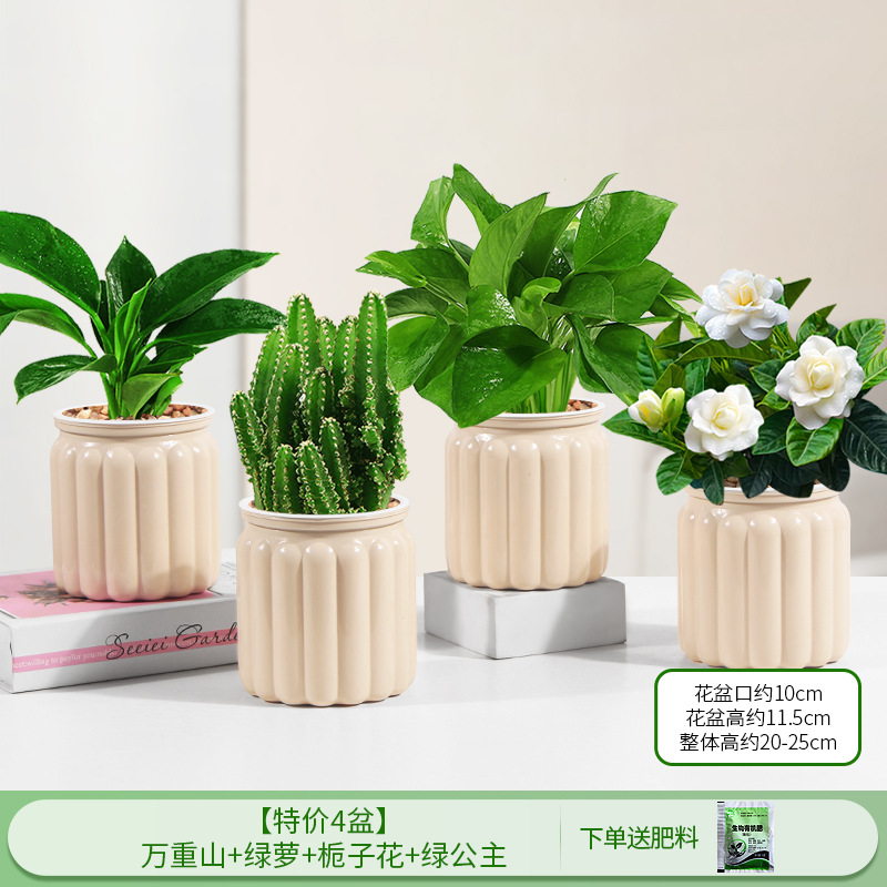 [특별 제공 화분 4개] 완중산 + 포토스 + 치자나무 + 그린 프린세스