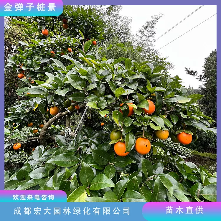 金弹子盆景造型罗汉松高度1米到4米基地批发庭院打造苗木特殊造型