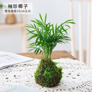 Pocket Coconut Moss Ball Plant, Indoor Potted Non-Leafing Flower Plant, Ornamental Phoenix Tail Bamboo Green Plant