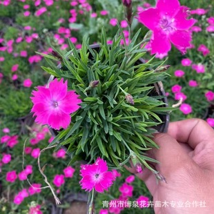 European Stone Bamboo Blooms in All Seasons, Lawn, Cold-Resistant Flower Seedlings, Potted Plants, Indoor and Outdoor Garden Flower Beds, Courtyard Perennial Greening, Easy to Maintain