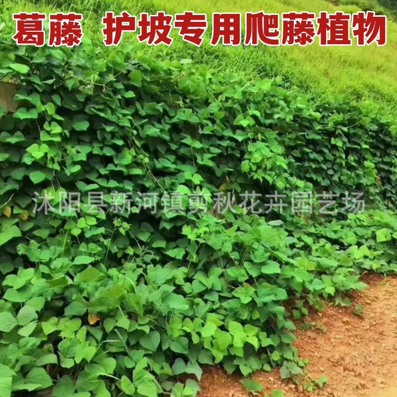 Защита склона семян пуэрарии лобата семена вьющиеся лозы Пуэрария лобата склон добычи озеленение Лиана растение почвофиксирующие Семена Конопли