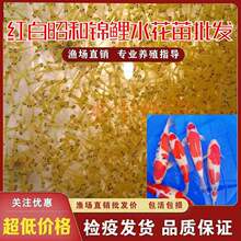 2024年原塘锦鲤水花小鱼苗种日本红白三色丹顶鱼苗观赏鱼锦鲤苗
